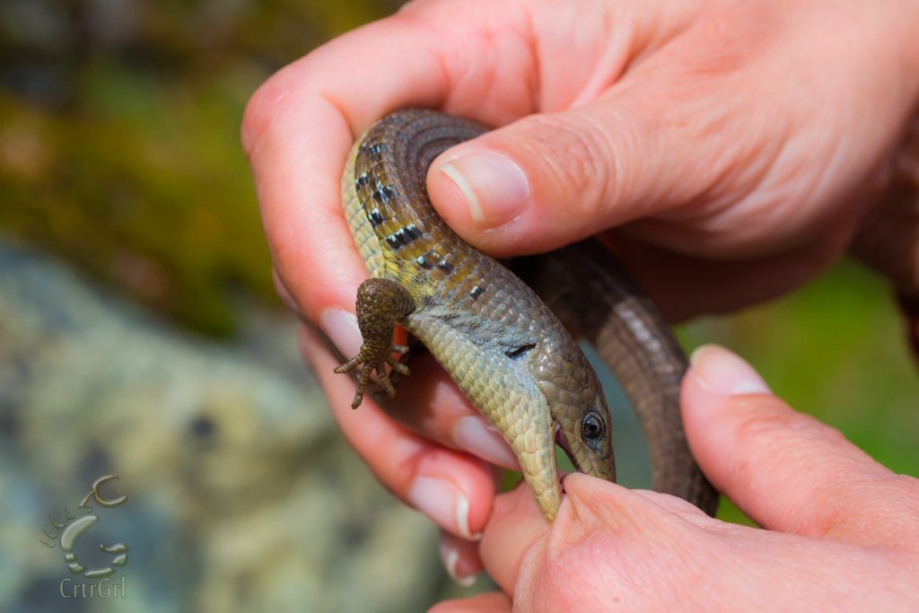 Alligator Lizard Bite