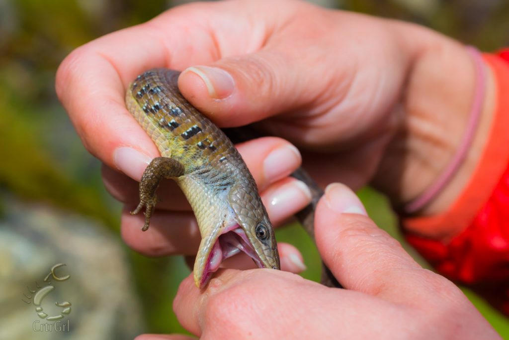 Alligator Lizard Bite