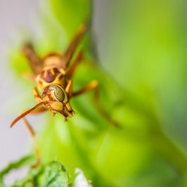 A Paper Wasp, (Polistes apachus) shows Scott some face while hunting for its prey.****A Paper Wasp, (Polistes apachus) shows Scott some face while hunting for its prey.