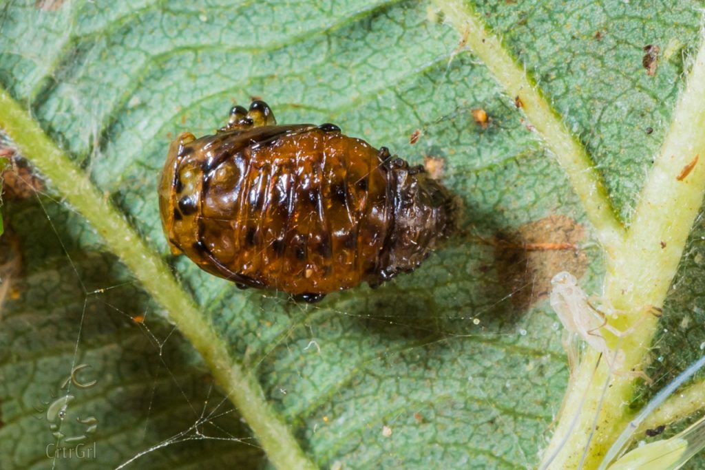 Leaf Beetle pupa stage (Chrysomelidae). Photo by Scott McGee at Under Pressure Photography
