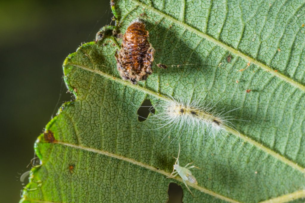 Miridae nymph, Leaf Beetle (Chrysomelidae) pupa and Tussock Moth Caterpillar (Lymantriinae). Photo by Scott McGee at Under Pressure Photography