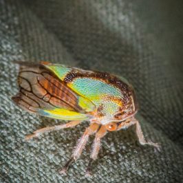 Treehopper (Membracidae)