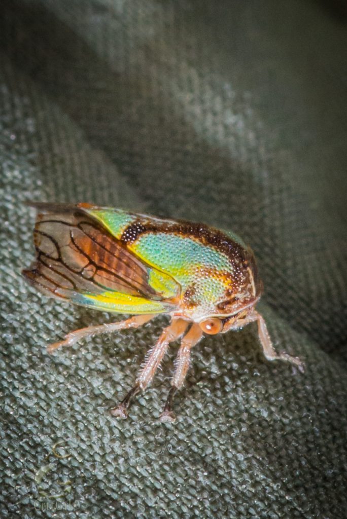 The Treehopper (Membracidae) visitor in the Hoh Rainforest, WA. Photo by Scott McGee at Under Pressure Photography