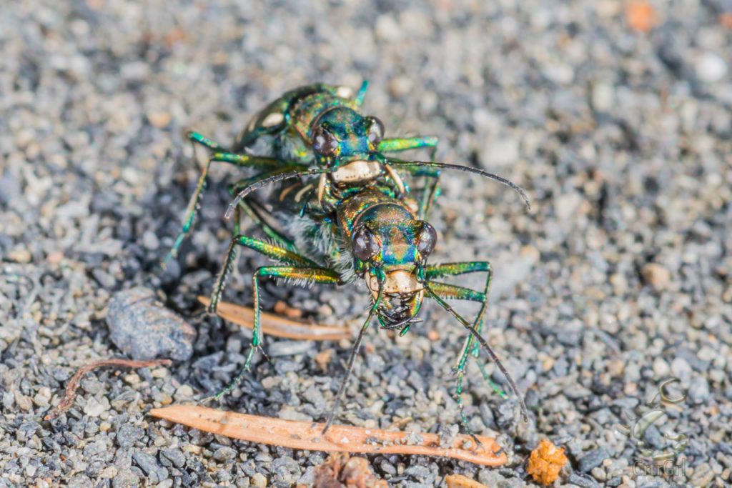 Mating pair of Northern Barrens Tiger Beetle (Cicindela patruela). Photo by Scott McGee at Under Pressure Photography