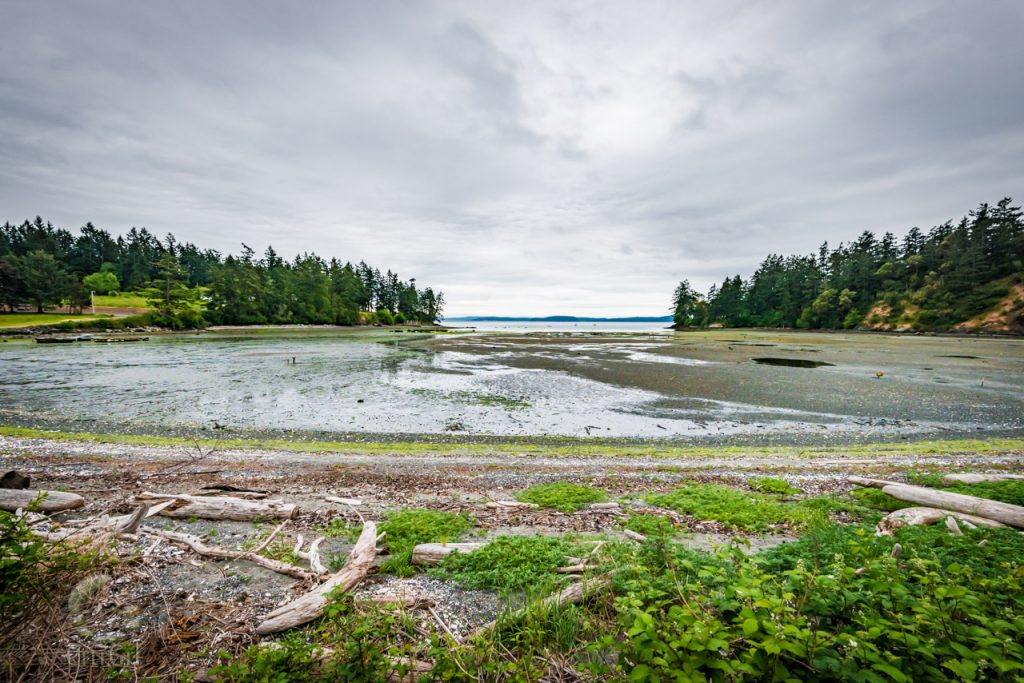 During low tide in Orcas Island, WA. Turkey Vultures, Bald Eagles &amp; Otters come out to hunt &amp; scavenge on washed up fish, crustaceans &amp; mollusks like crabs &amp; oysters. Photo by Scott McGee at www.underpressurephoto.com.