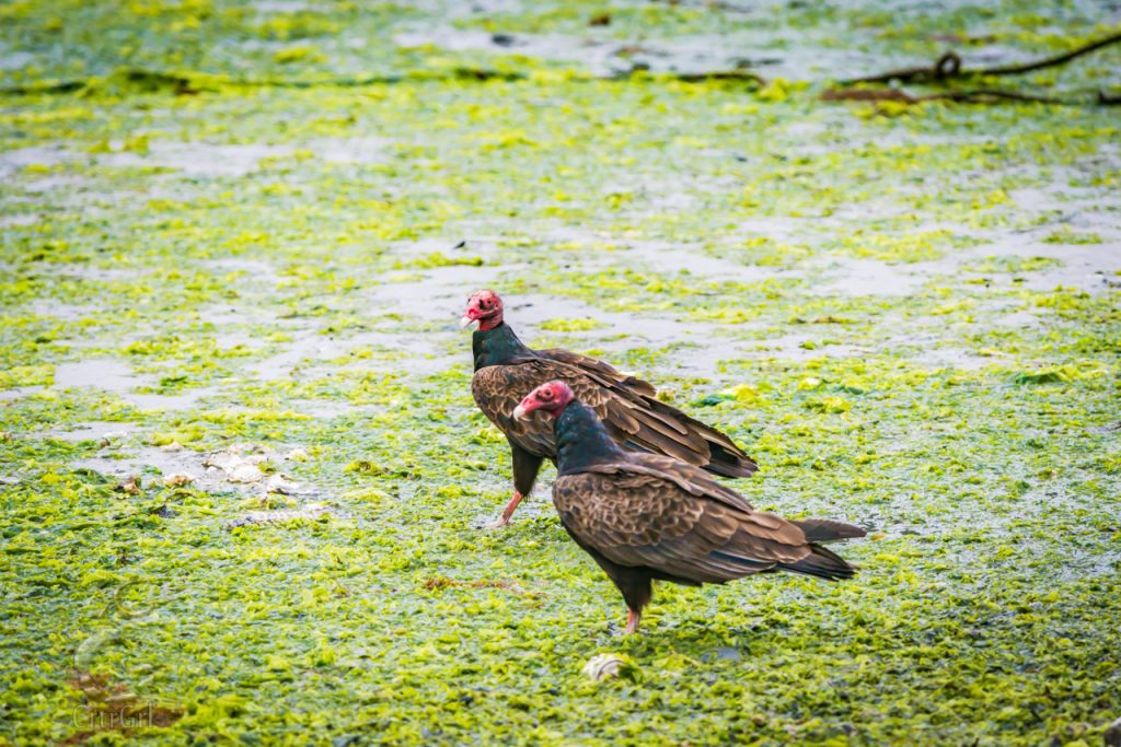 Turkey Vultures (Cathartes aura) 