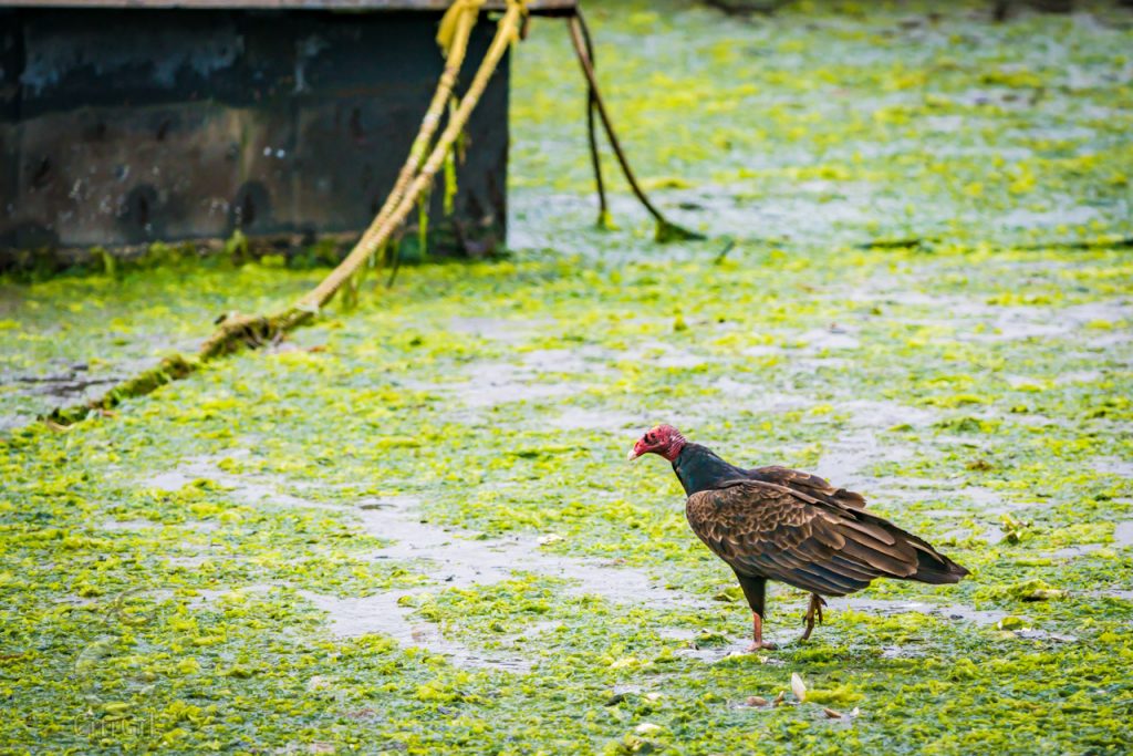 Turkey Vulture (Cathartes aura) 