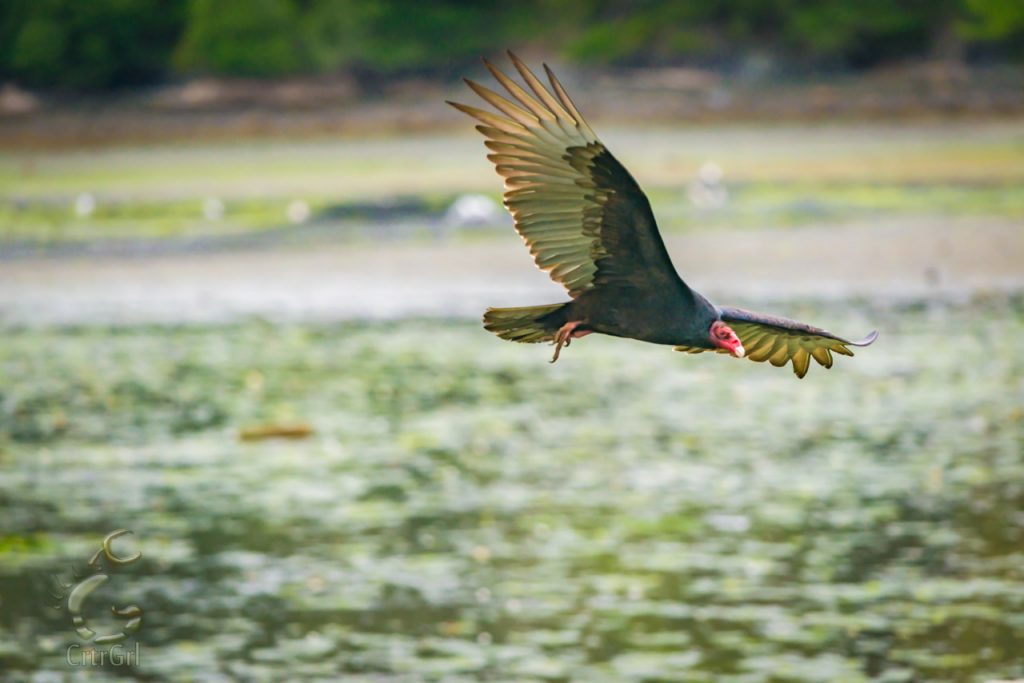 Turkey Vulture (Cathartes aura) 