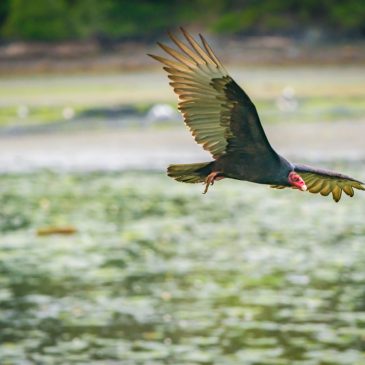 Scavenging Beauties of Orcas Island