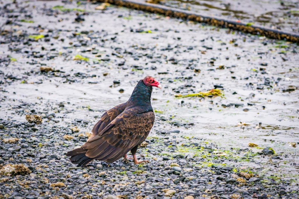 Turkey Vulture (Cathartes aura) 