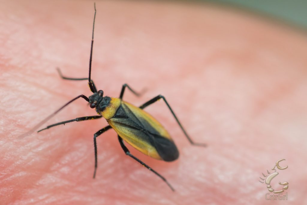 Found a group of Plant Bugs (Lopidea ampla) on driftwood at 2nd Beach, WA. Photo by Scott McGee at Under Pressure Photography