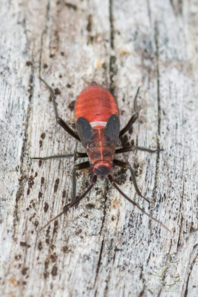 Boxelder bug (Boisea Rubrolineata) at 2nd Beach, WA. Photo by Scott McGee at Under Pressure Photography