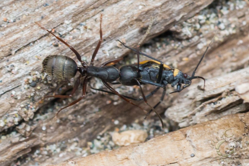 What looks like a Western Carpenter Ant (Camponotus Modoc) that picked up some dinner at 2nd Beach, WA. Photo by Scott McGee at Under Pressure Photography