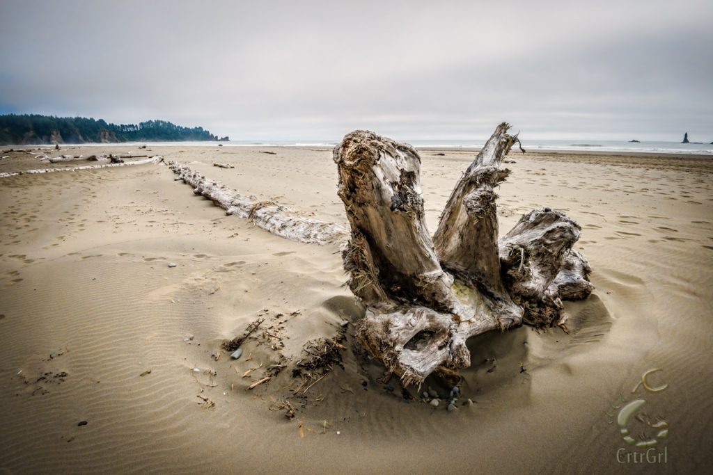 Sand reveals a tree's spinal coluumn at 2nd Beach, WA. Photo by Scott McGee at Under Pressure Photography