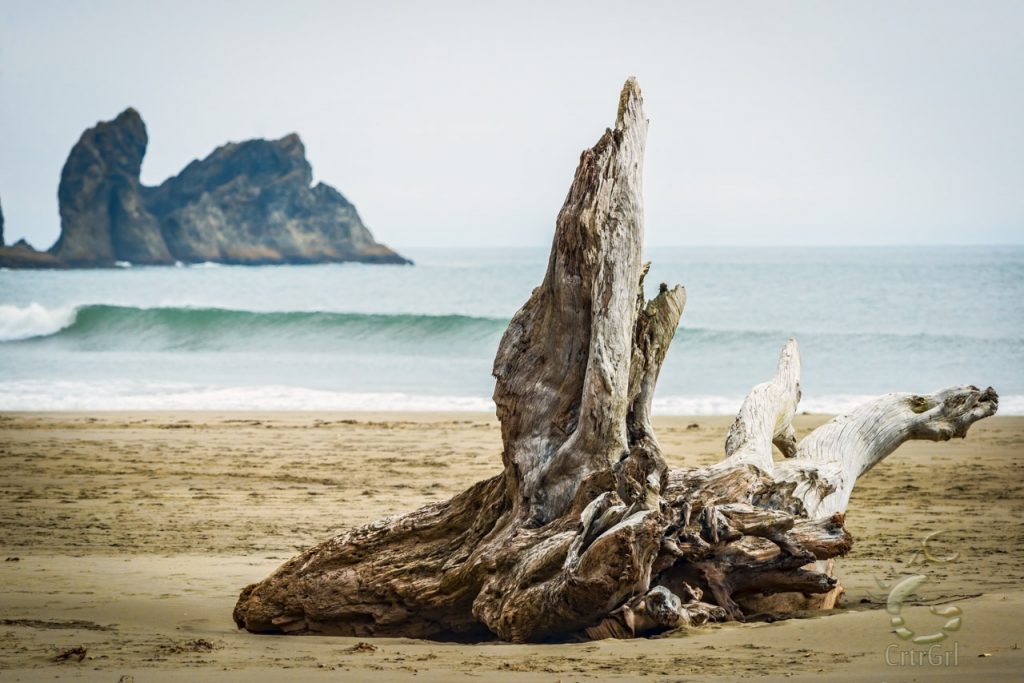 The roots almost is of similar shape to the rock stacks at 2nd Beach, WA. Photo by Scott McGee at Under Pressure Photography