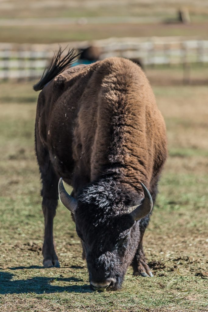A powerful, grazing American Bison (Bison bison) near Zion National Park, UT.