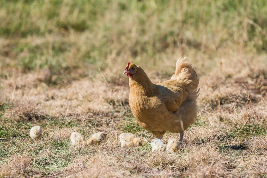 Caramel, mama hen (Gallus gallus domesticus), with her kiddos at Zion National Park, UT