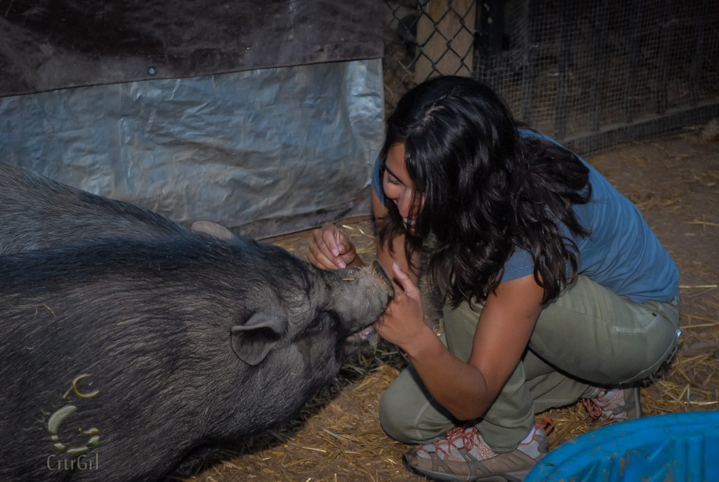 I'm ok with piggy eating me. Piggies I used to pet sit in Olivenhain, CA