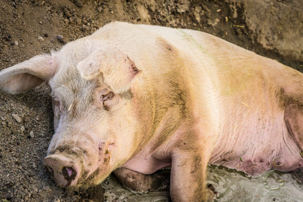 Sweet Buscuit taking a quenching mud bath just before her passing several months later. Rescued by The Gentle Barn, Santa Clarita, CA.