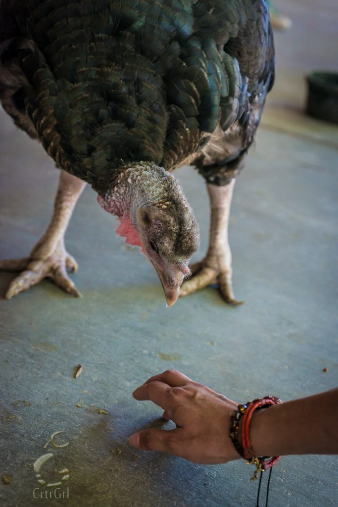 Rescued turkey living a cruelty free lifestyle at The Gentle Barn in Santa Clarita CA