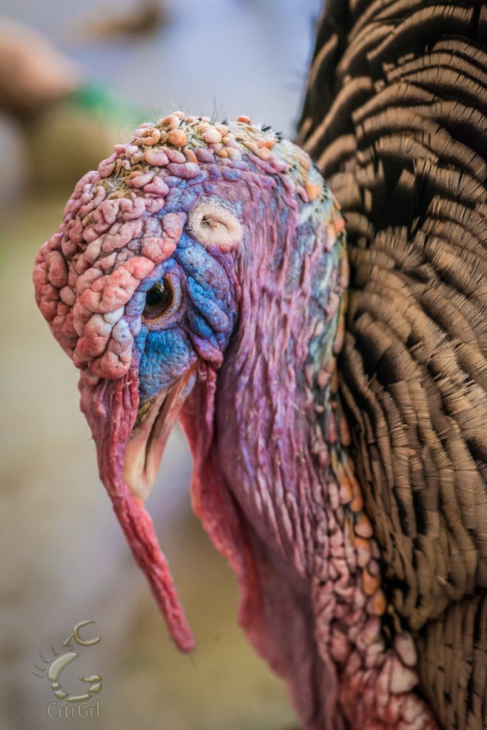Colorfully unique & loving rescued male turkey, most likely a Meleagris gallopavo. The Gentle Barn in Santa Clarita, CA