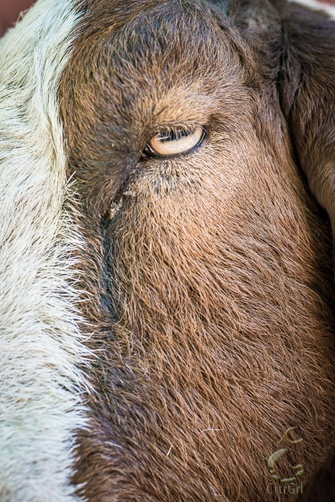 A closer look at this intelligent beauty. A rescued goat at The Gentle Barn, Santa Clarita, CA