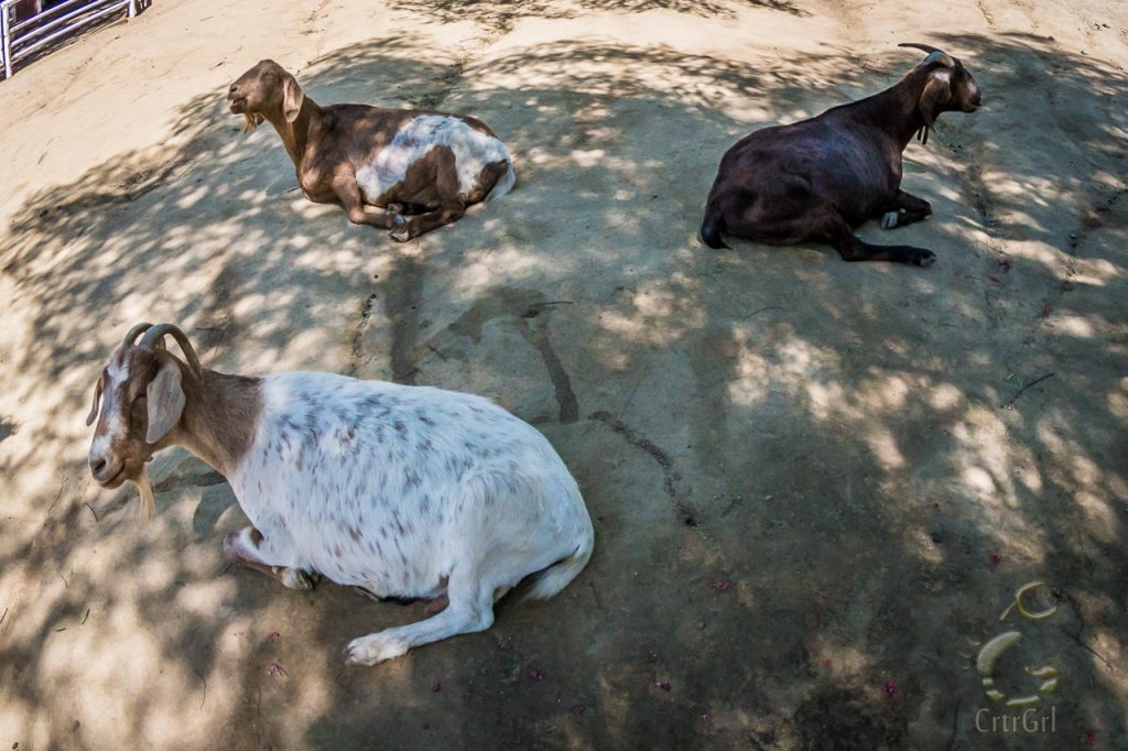 Rescued sunbathing goats lliving a cruelty free lifestyle at The Gentle Barn, Santa Clarita CA