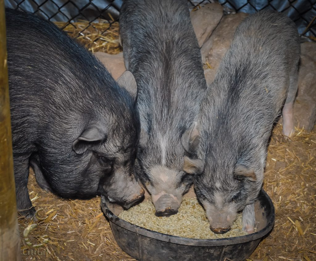 3 piggies I pet sat eating their morning grub