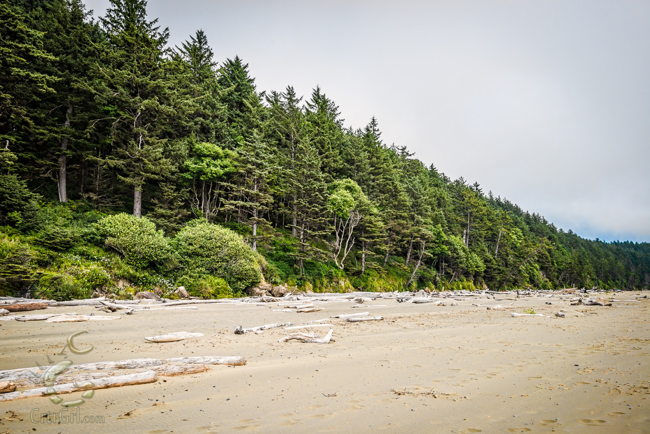 The Forest & The Sea Living Together Harmoniously