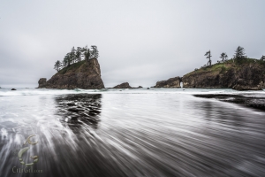 Where The Forest Meets The Sea