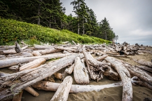 Follow The Driftwood Trail