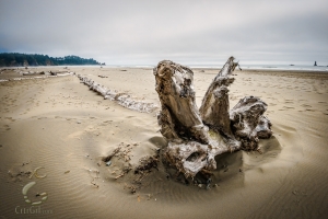 Bones of an Ancient Giant