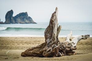 Lone Roots With A View