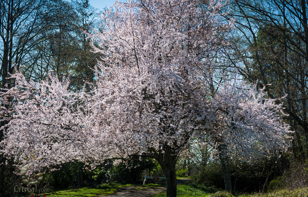 White Wizard of the Enchanted Green Forest