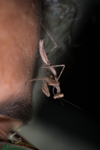 Praying Mantis (order Mantodea) sp?