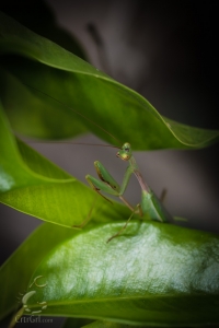 Praying Mantis (order Mantodea) sp?