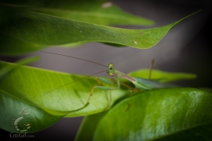 Praying Mantis (order Mantodea) sp?