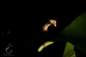 Praying Mantis (order Mantodea) sp?