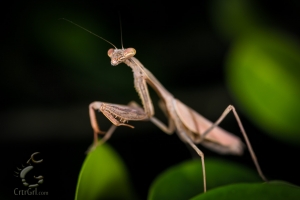 Praying Mantis (order Mantodea) sp?