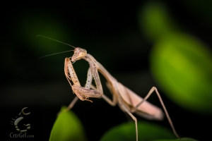 Praying Mantis (order Mantodea) sp?