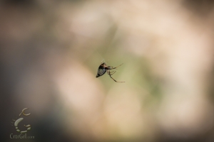 Dewdrop Spider (Argyrodes elevatus)