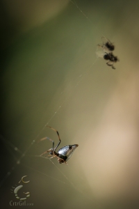 Dewdrop Spider (Argyrodes elevatus)