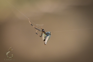 Dewdrop Spider (Argyrodes elevatus)