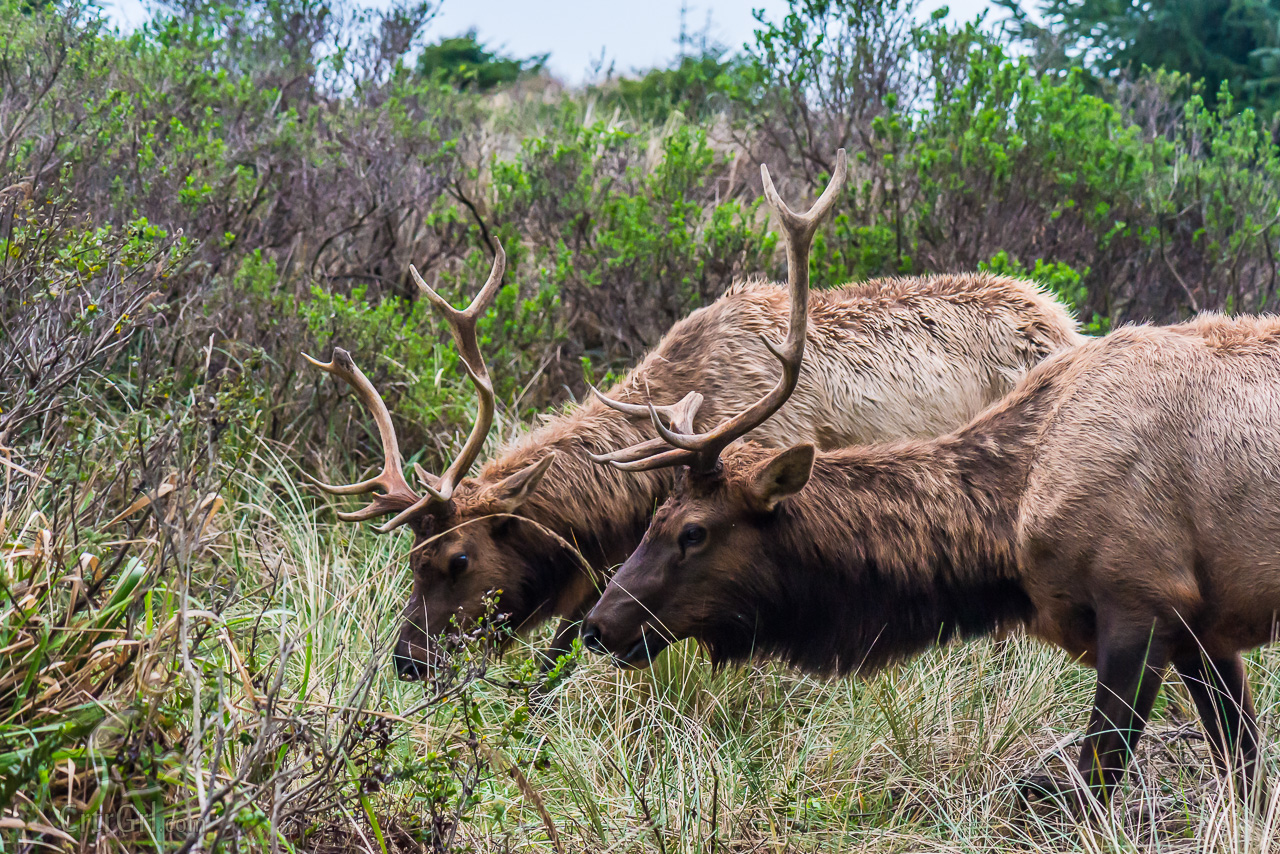 Elk Profiles