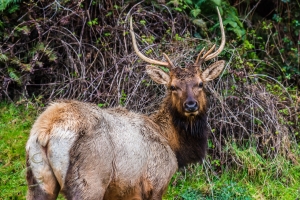 Studly Buck