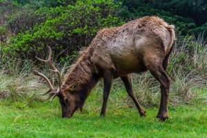 Grazing Buck