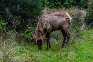 Grazing Buck