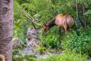 Grazing The Rockies