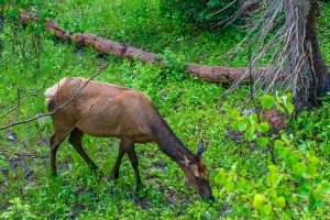 Grazing The Rockies