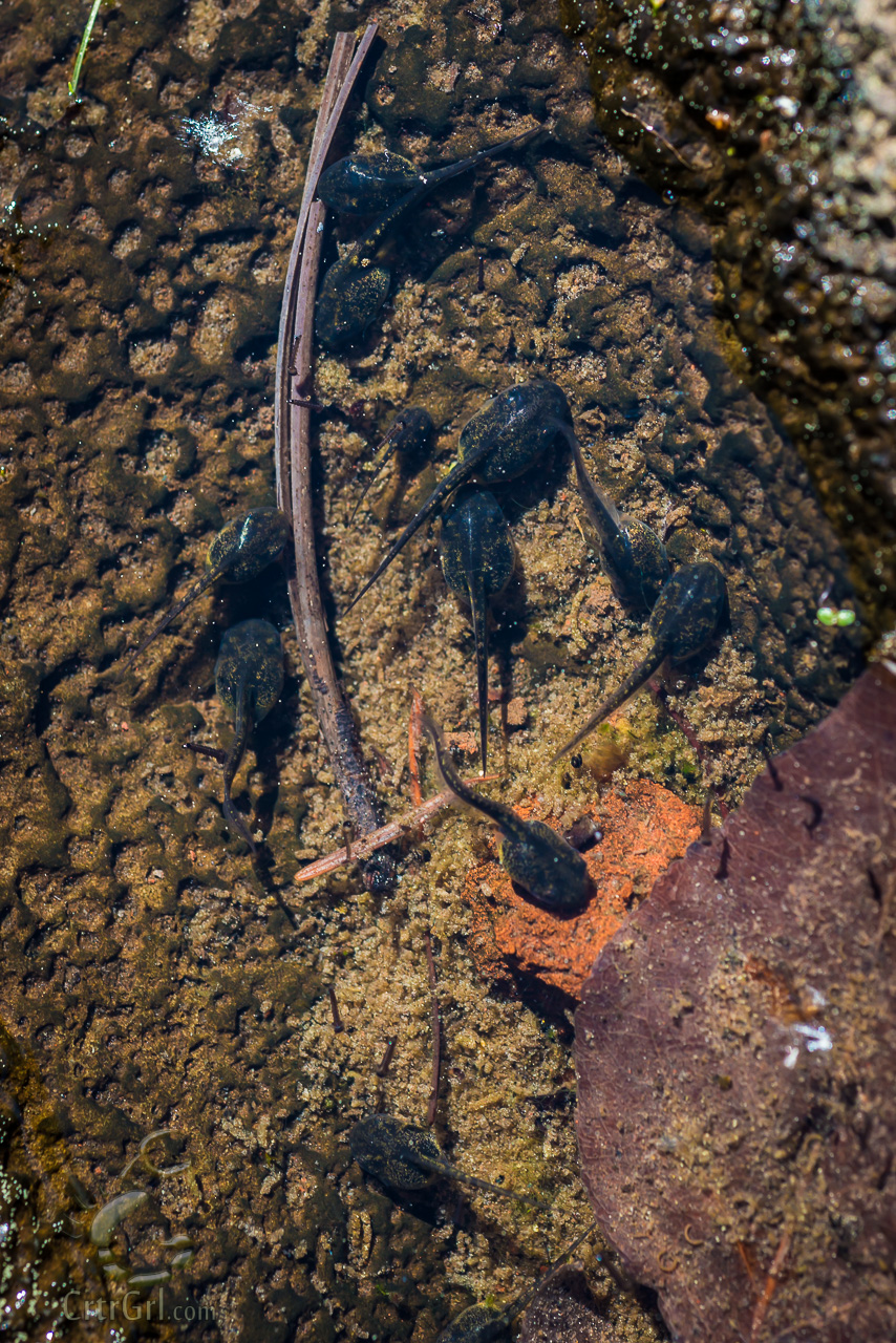 Tadpoles